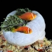 anemomonefish_maldivian_maa_nari_h_0165_mal3593.jpg